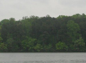 Long shot of bald eagle at Natchez Trace State Park in Tennessee